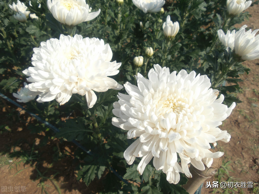 唐朝令狐楚家的白菊花到底有多美，让白居易刘禹锡李商隐都留诗？