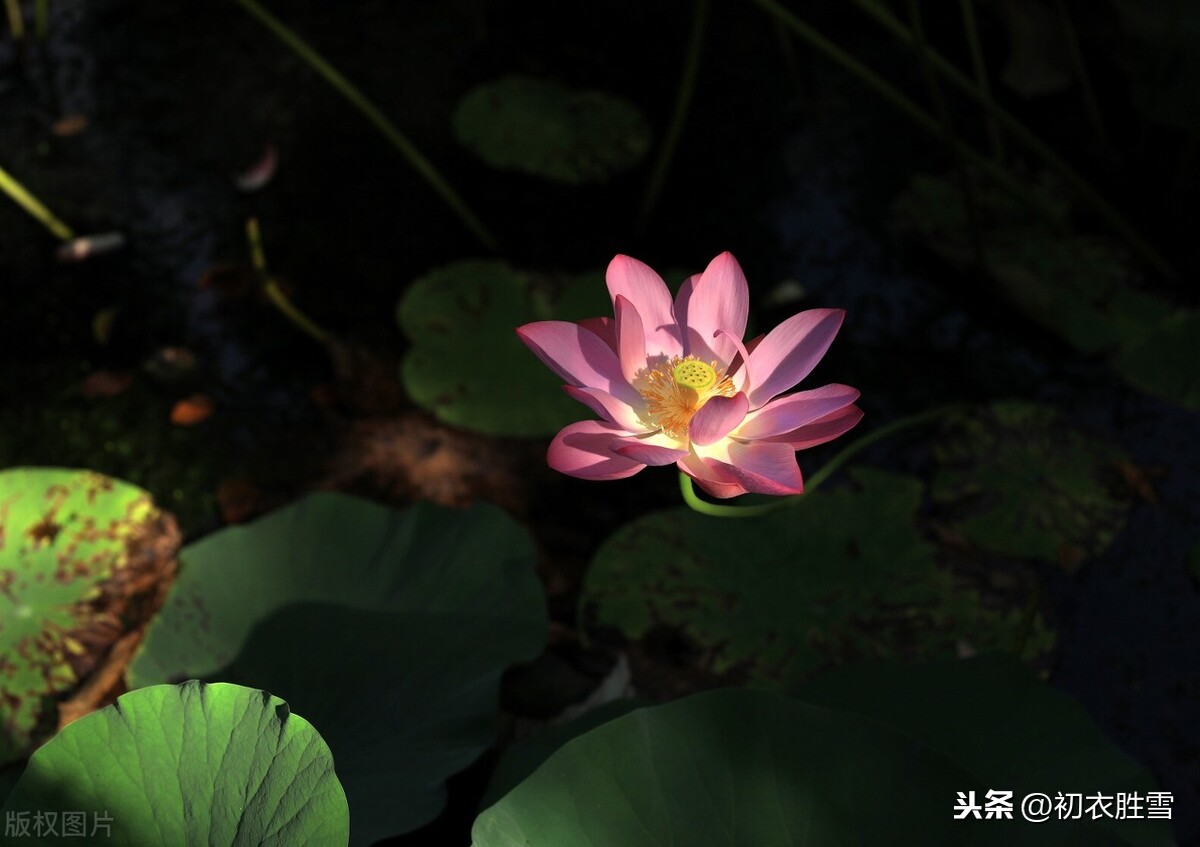 晚秋荷韵：芙蓉一朵霜秋色，似佳人，独立倾城