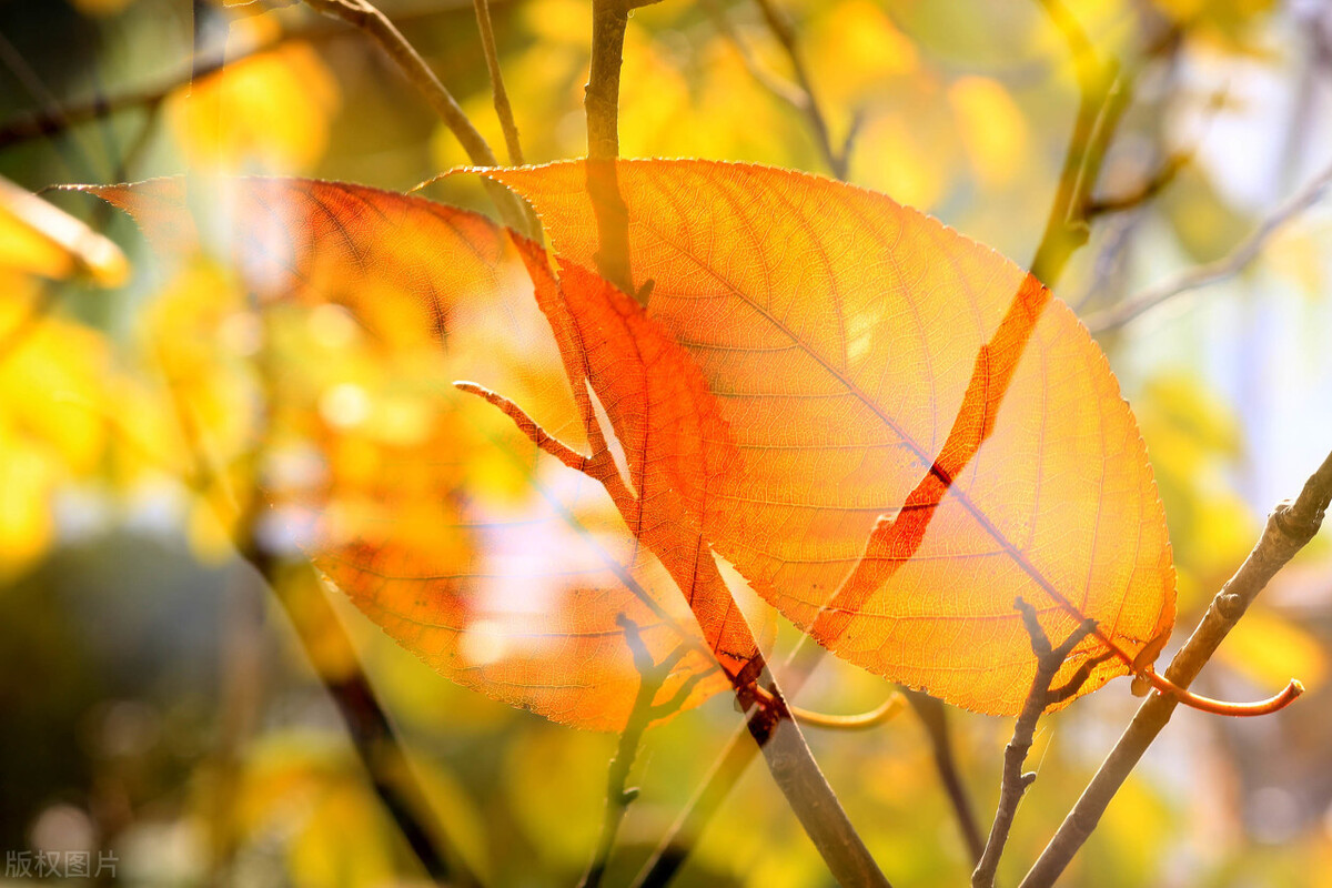 秋风生渭水，落叶满长安，这是个唯美而诗意的秋天