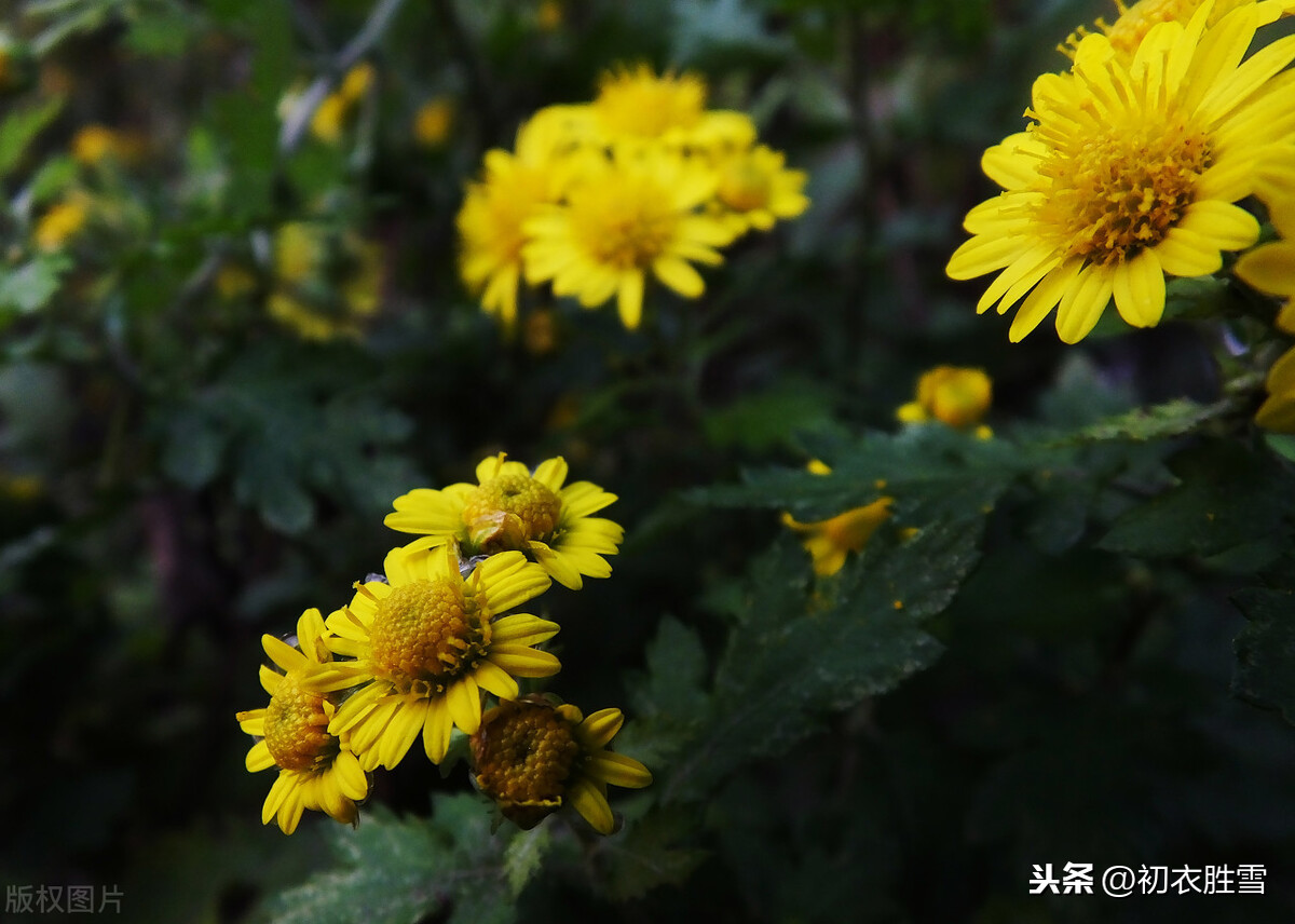 一人一诗野菊品，李商隐，司马光，杨万里，你喜欢谁的野菊诗？