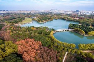 武汉最浪漫的公园，被称为“普罗旺斯”，正值花期门票免费