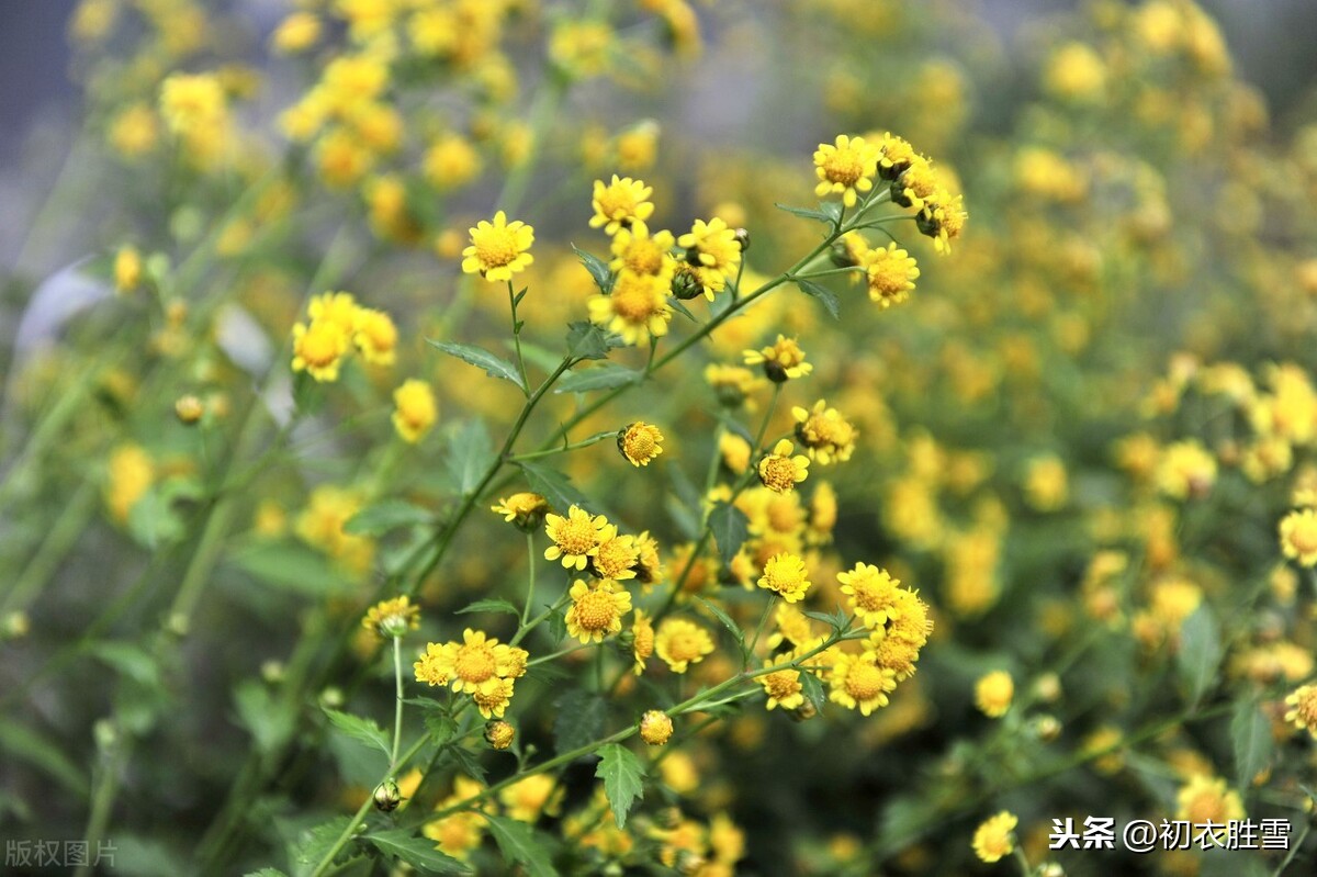 赏读纳兰性德《浣溪沙》：黄花时节碧云天