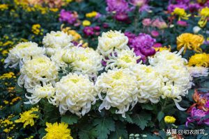 唐朝令狐楚家的白菊花到底有多美，让白居易刘禹锡李商隐都留诗？