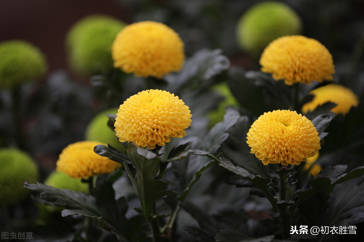 最霸气的一首菊花诗，是反贼所作，为何流传千年？