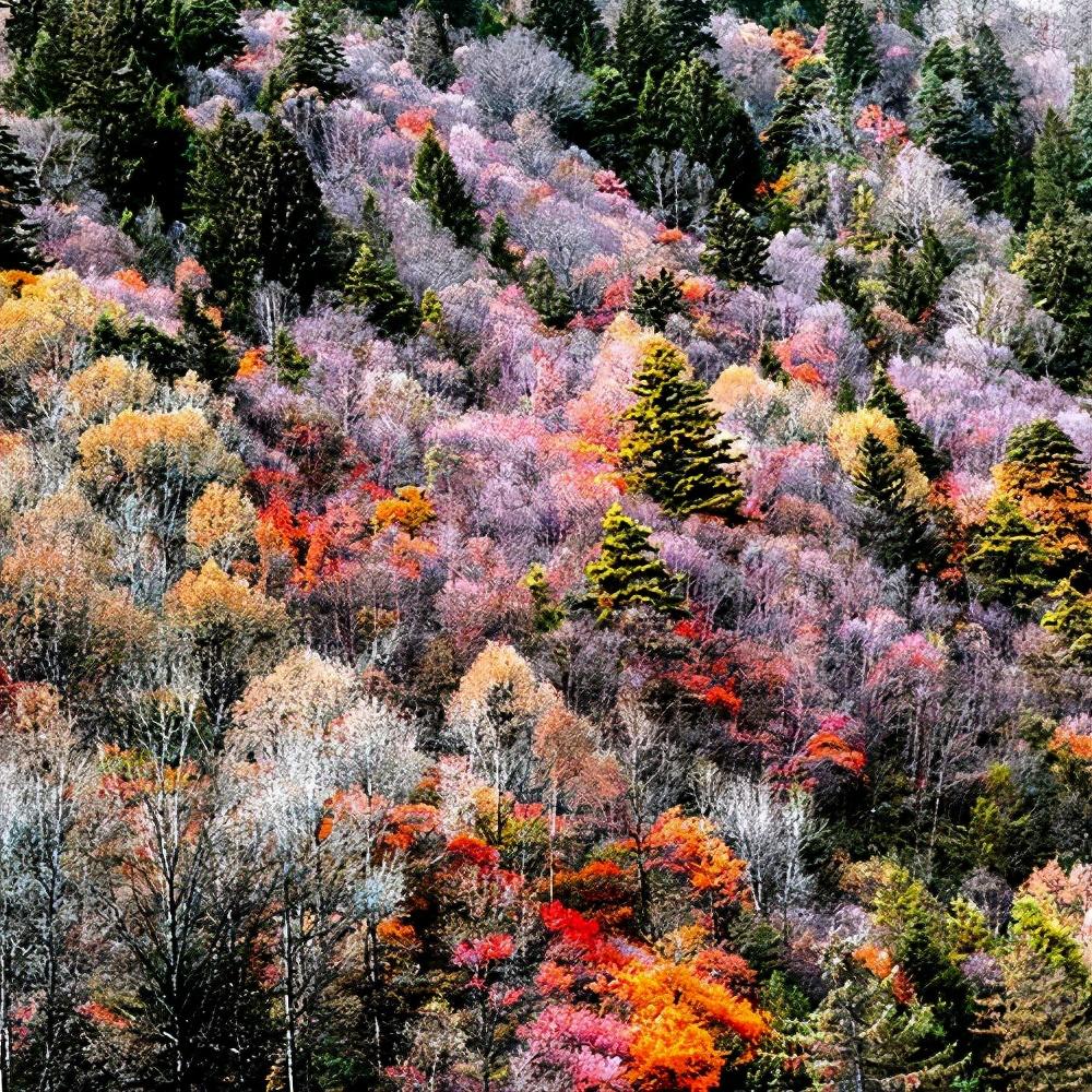 四川藏着一个红叶天堂，上帝在此打翻了调色盘，邂逅最美秋色