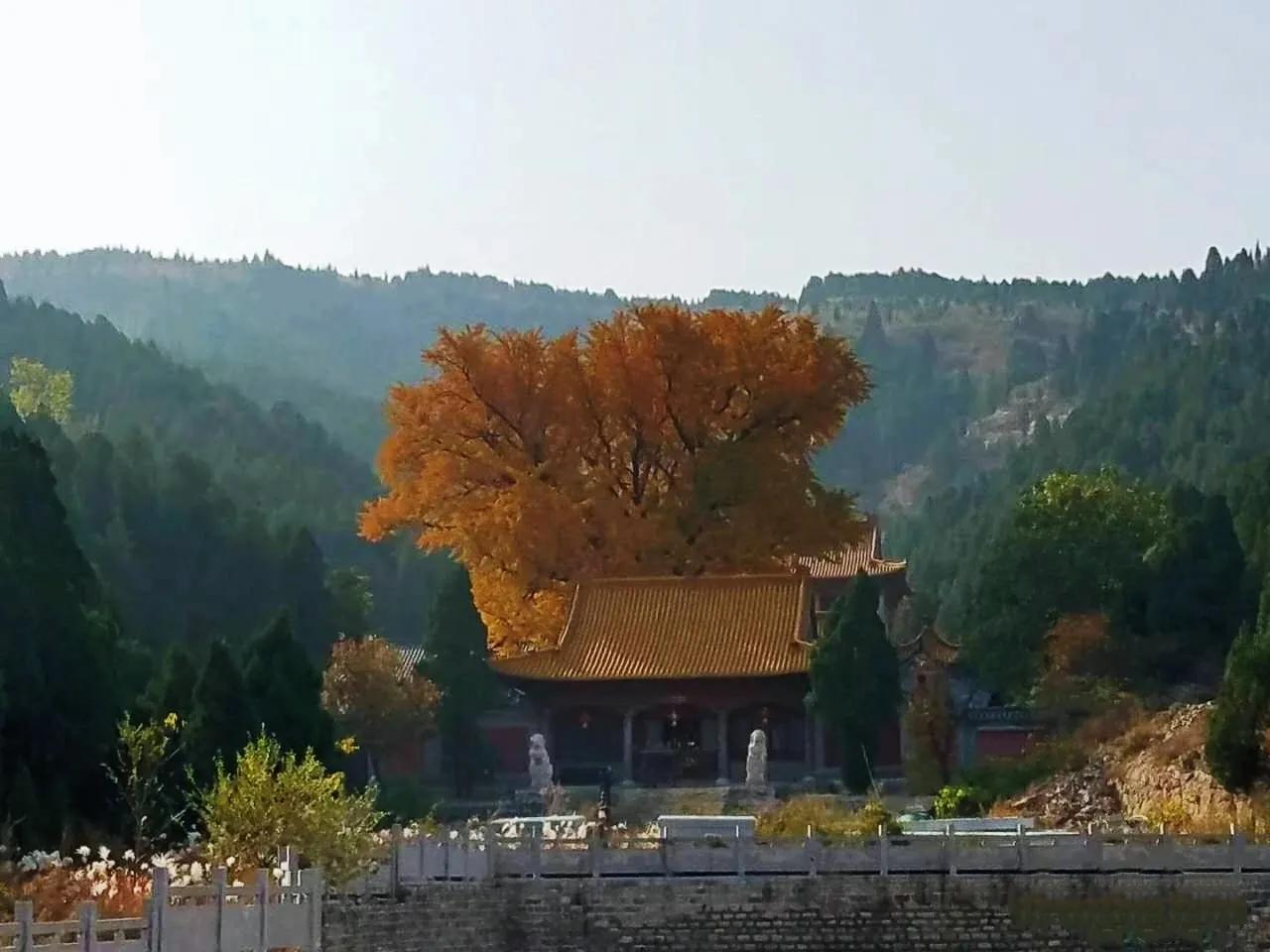 济南的千年古刹淌豆寺，一泉一树一禅寺，流金淌银染成诗