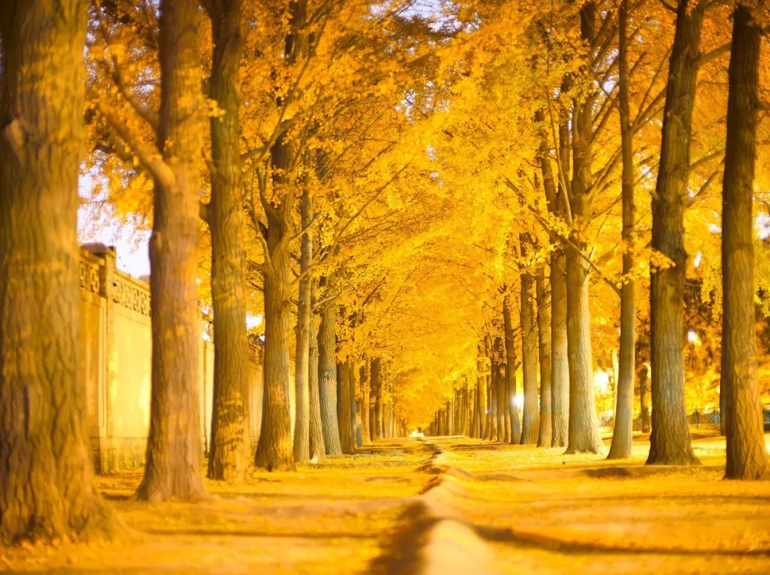 中国千年银杏美爆了，这些银杏美景地，11月你最想去哪个？
