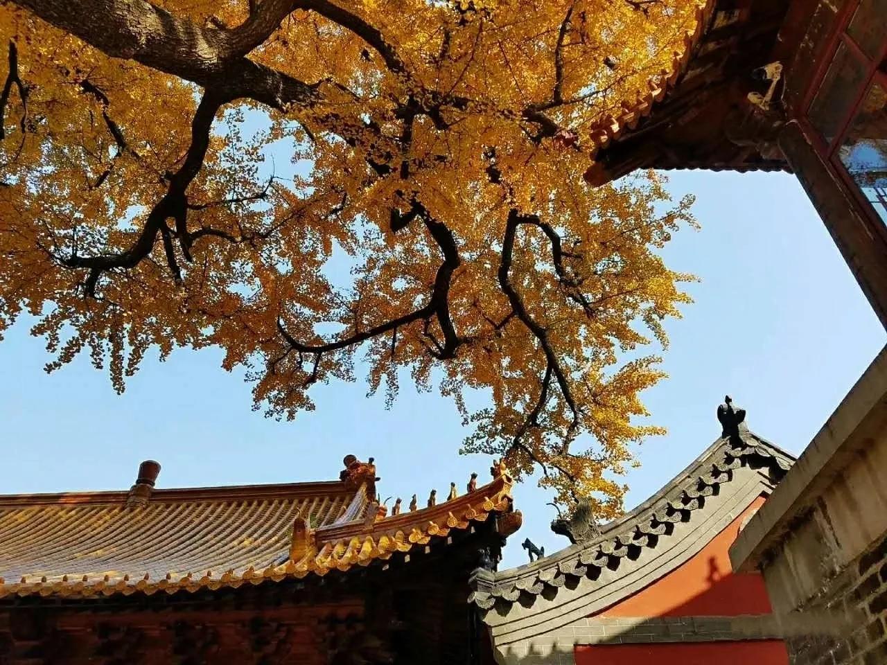 济南的千年古刹淌豆寺，一泉一树一禅寺，流金淌银染成诗