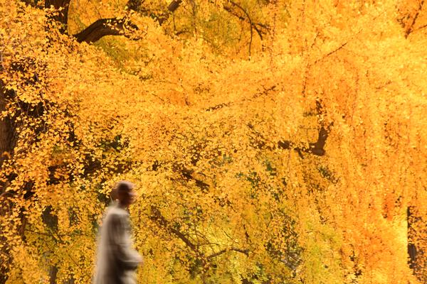 霸屏！少林寺的千年银杏，又到了一年最美的季节