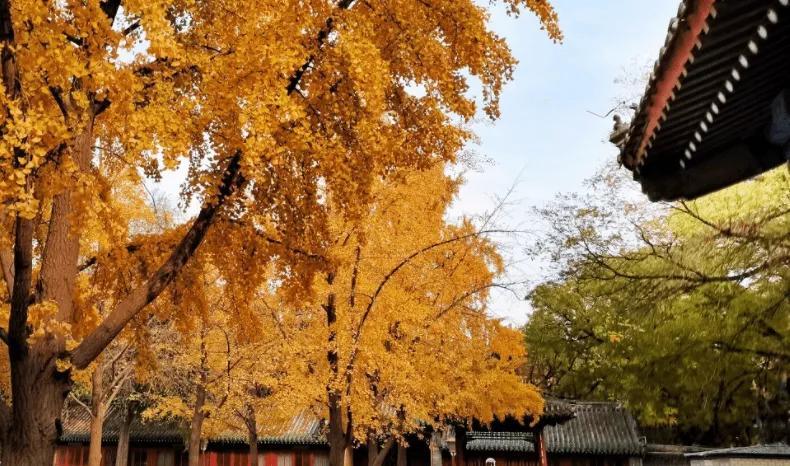秋天能美成北京这样的，还真不多