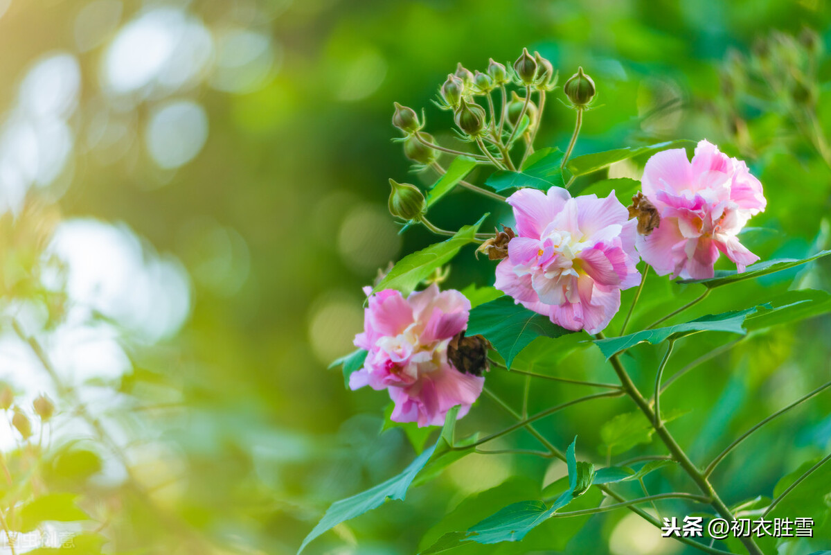 苏轼王安石陆游都有木芙蓉好句，为什么宋朝把木芙蓉叫拒霜花？