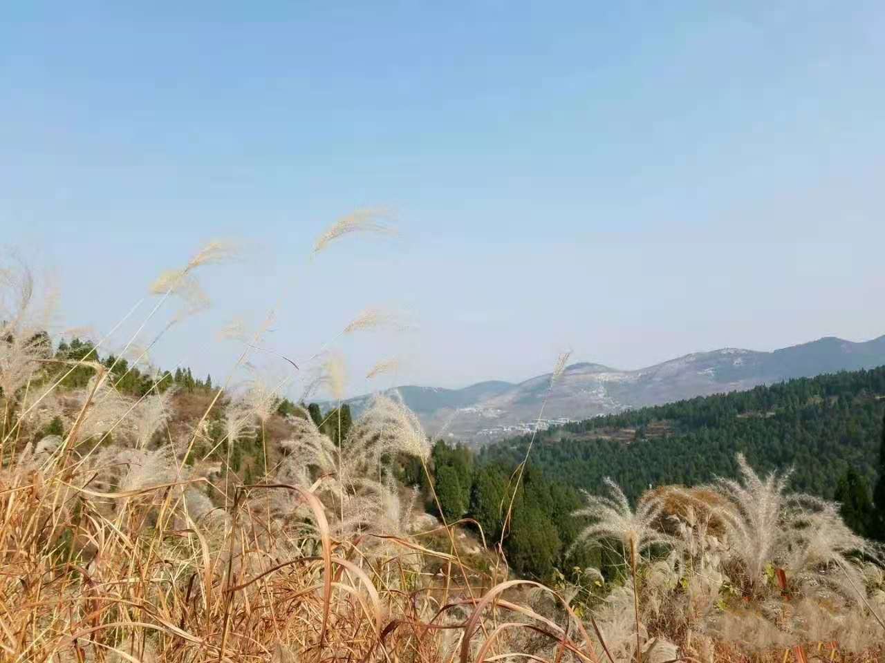 济南的千年古刹淌豆寺，一泉一树一禅寺，流金淌银染成诗