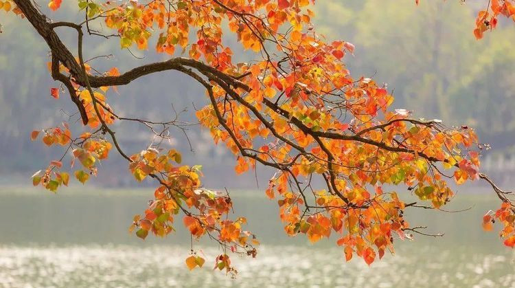 南京的秋天从前湖开始，当月牙堤上乌桕树红透之时，自是醉美