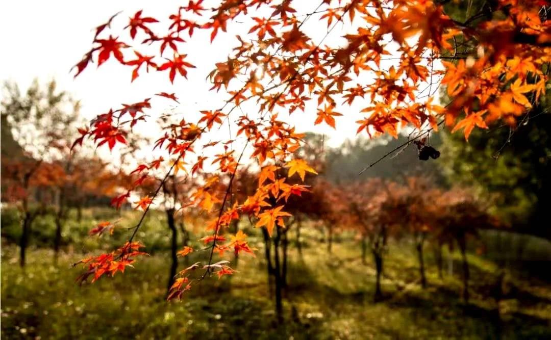 凭2000多亩红杉秋色上热搜的徽州小城，竟还藏超多冷门古村