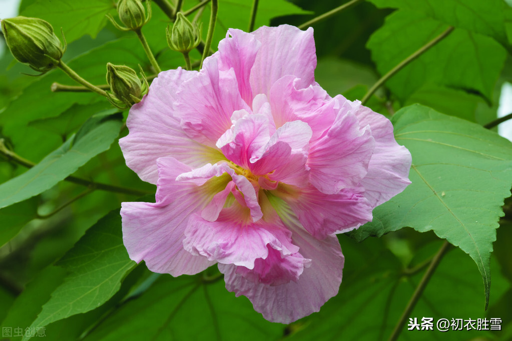 秋花美诗：秋花不比春花早，开到秋花也是春