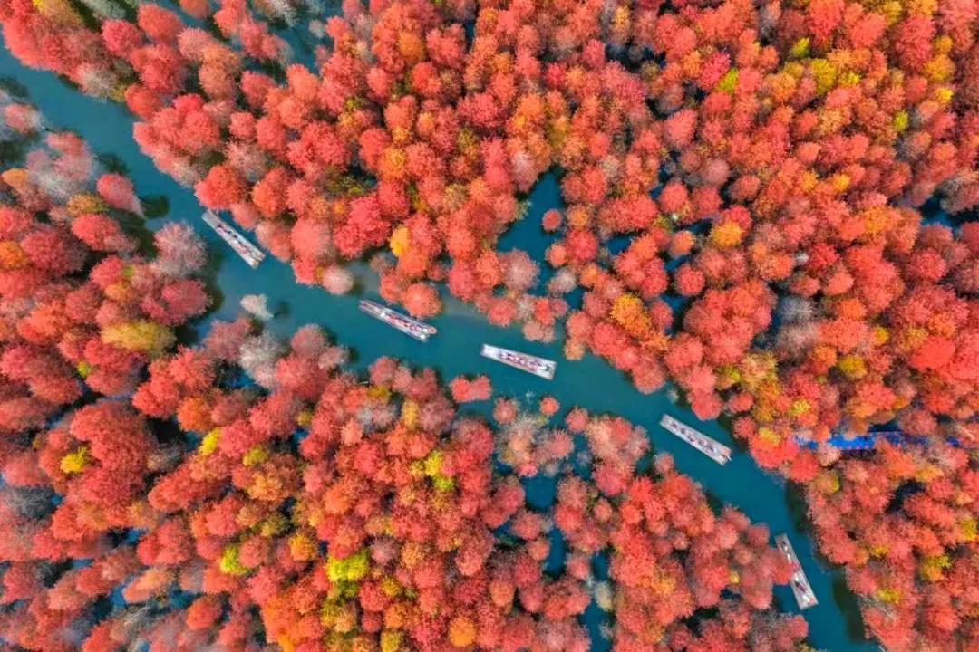 凭2000多亩红杉秋色上热搜的徽州小城，竟还藏超多冷门古村