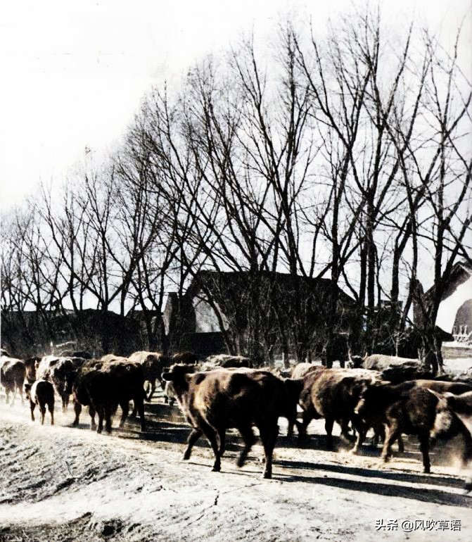 黑龙江哈尔滨：1956年的呼兰县（今呼兰区）老照片