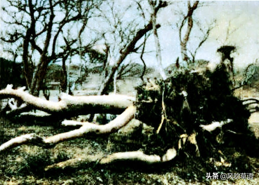 浙江宁波老照片：1956年，台风过后的镇海