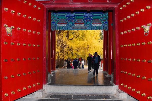 霸屏！少林寺的千年银杏，又到了一年最美的季节