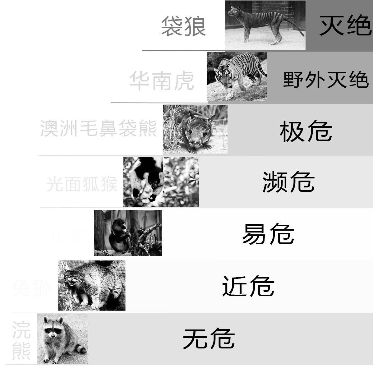 消失23年狐蛛被发现，灭绝物种频频再现，地球生命或在循环？