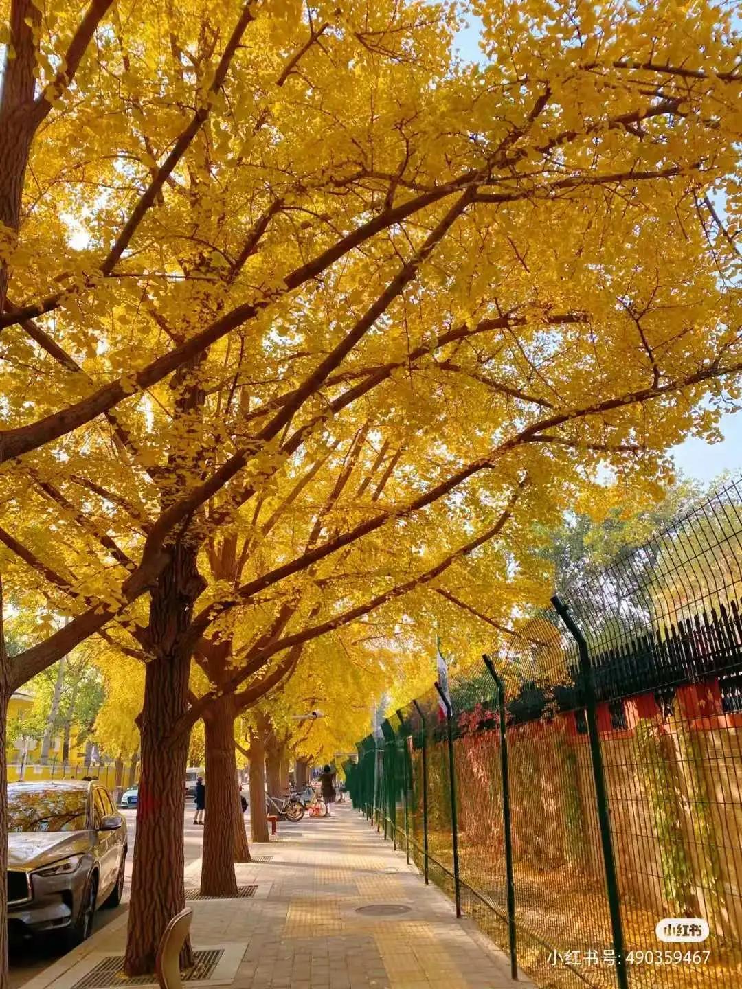 秋天能美成北京这样的，还真不多