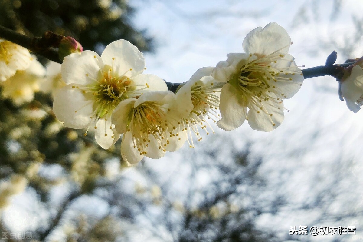 唐诗最早盛开的梅花，年年十月梅花发，此地花如雪，此地是哪里？