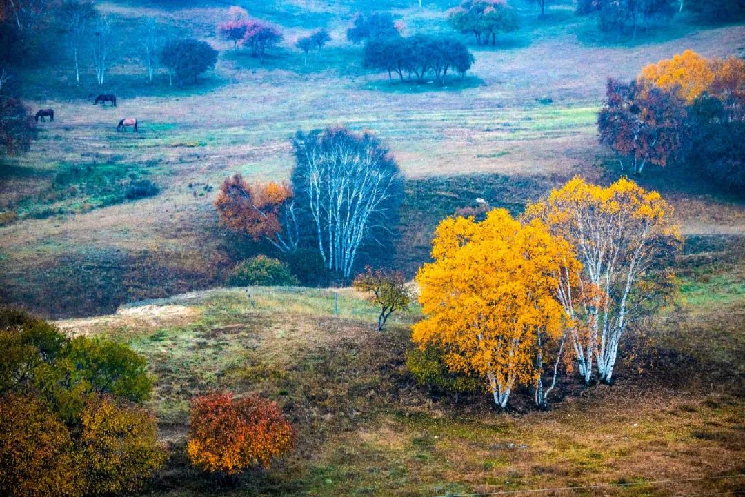 一到秋天，草原就成了摄影圣地，美得令人难以自拔