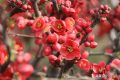 立冬节气美词：十月小春天，红叶红花半雨烟，说的是哪种花？