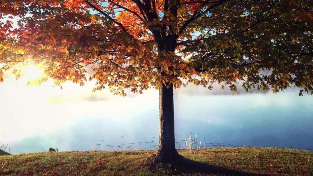 散文：深秋，一棵树