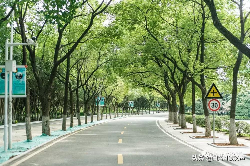 房东的猫，武汉的大学生