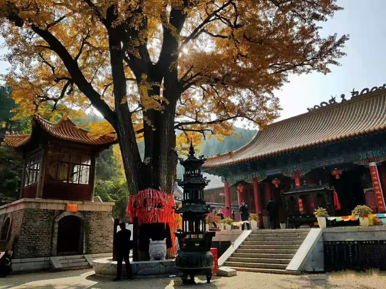 济南的千年古刹淌豆寺，一泉一树一禅寺，流金淌银染成诗