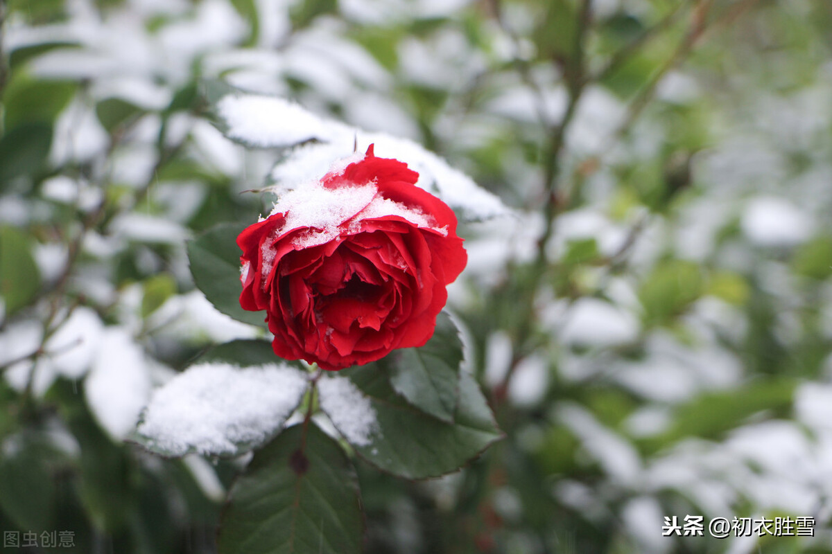 18年大雪中生存的花