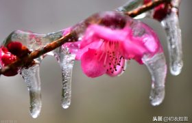 风雪梅花深情美句，十日恶风三尺雪，梅花谁与问平安？