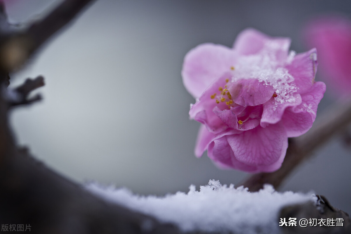 宋朝侯置梅花词两首：雪压小桥溪路乱，独立无言，雾鬓风鬟乱