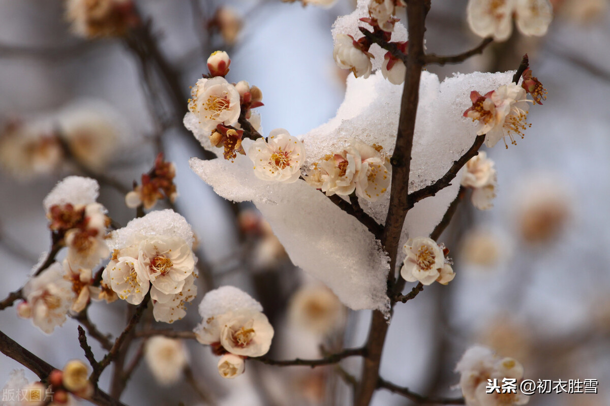 梅花丽句：满城桃李不能春，独向雪花深处，露花身