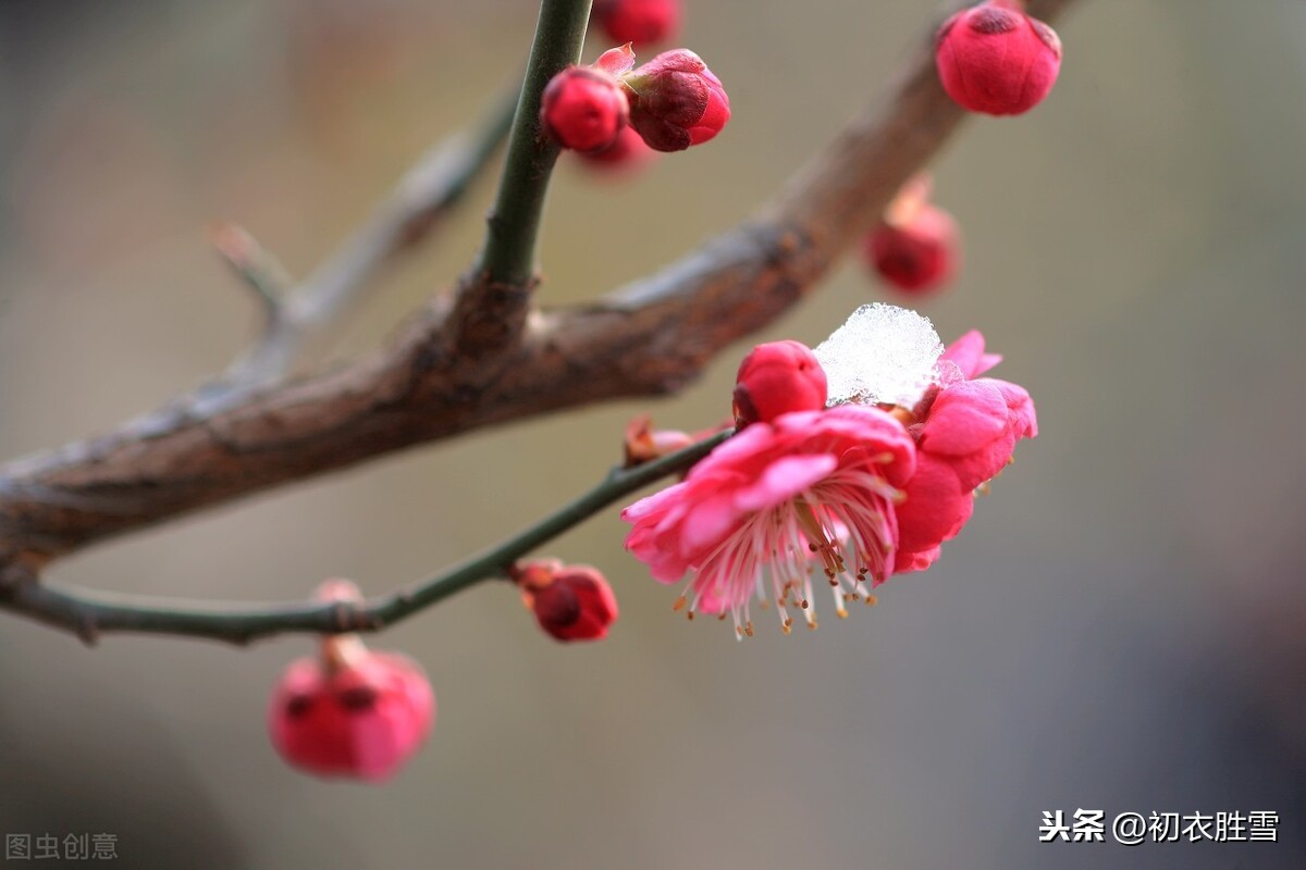 宋诗里的小雪梅花，才长蓓蕾，就被人折了插瓶