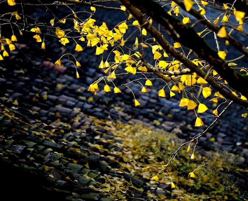 国内这些百年银杏古村，第一个就让人惊艳，私藏着深秋的绝世美景