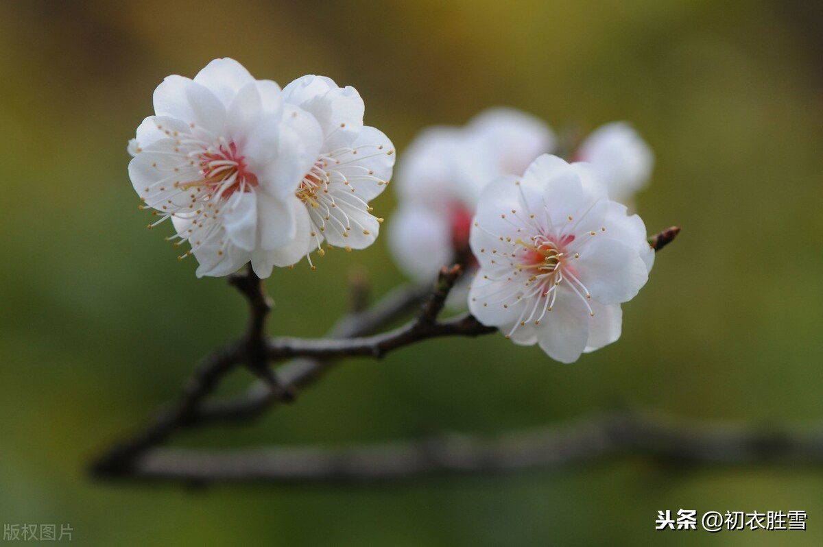 无名氏梅花词3首，雨中清泪无人见，雪屋冰床月为魂