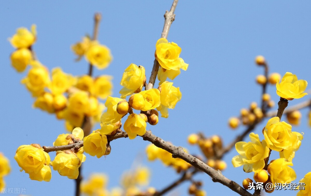 冬日名花蜡梅4首，高奇是蜡梅，蜡梅花冠百花香