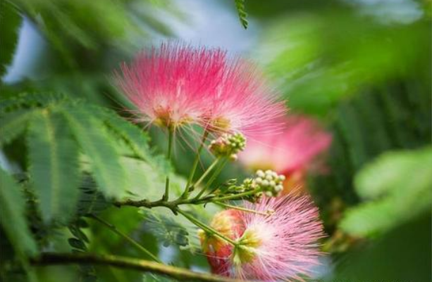 红楼无处不飞花，以花入馔，这是独属于红楼梦的浪漫