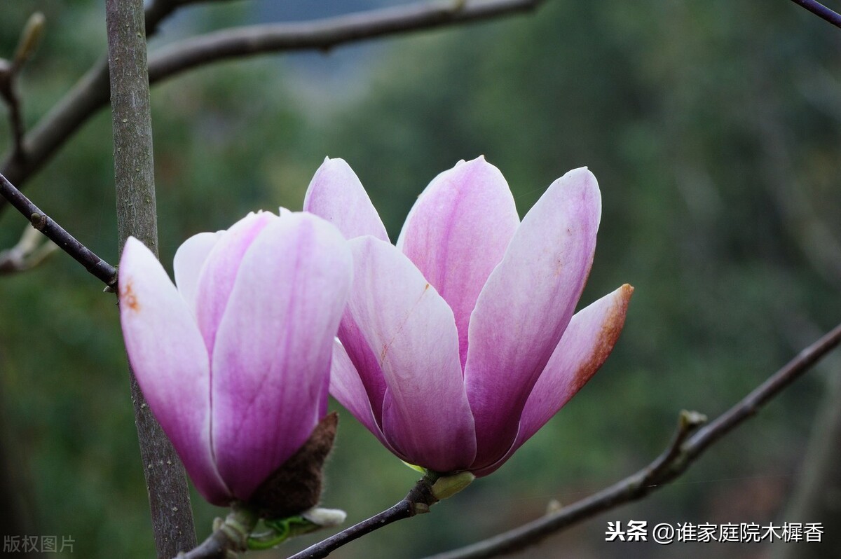 儿时青梅竹马，长大举案齐眉，姚木兰与曾荪亚的婚姻，自然随意