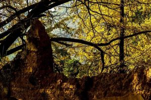 国内这些百年银杏古村，第一个就让人惊艳，私藏着深秋的绝世美景