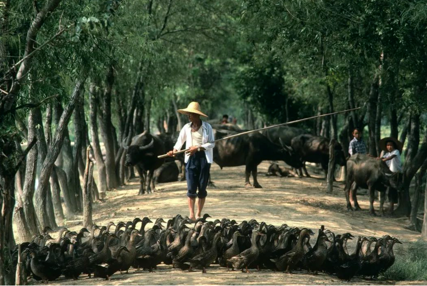 日本人拍下40年前的中国：原来我就是副食店挂着的大猪头