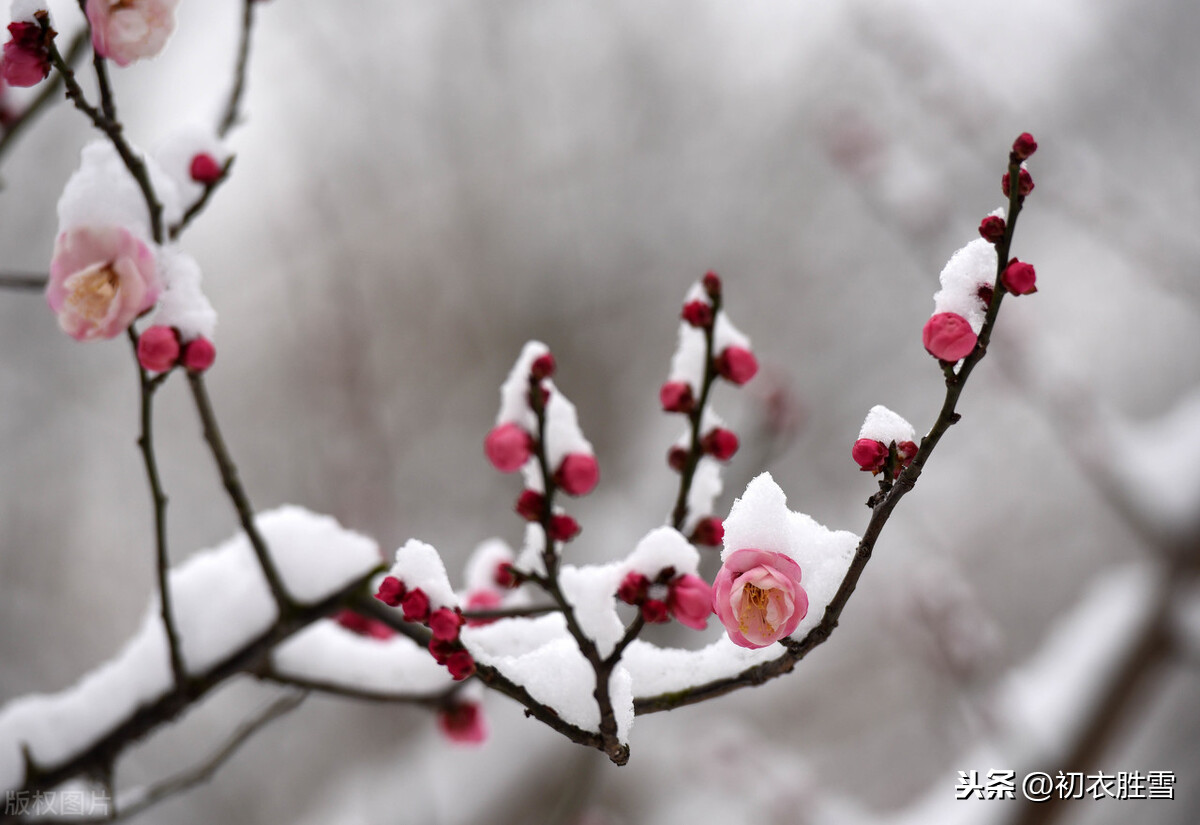 宋朝侯置梅花词两首：雪压小桥溪路乱，独立无言，雾鬓风鬟乱