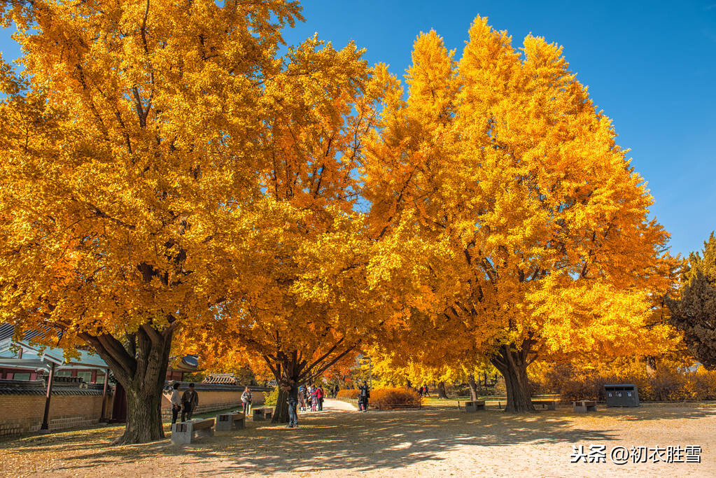 诗中银杏：十月壮美，满地翻飞银杏叶，最美的人与自然的秋天