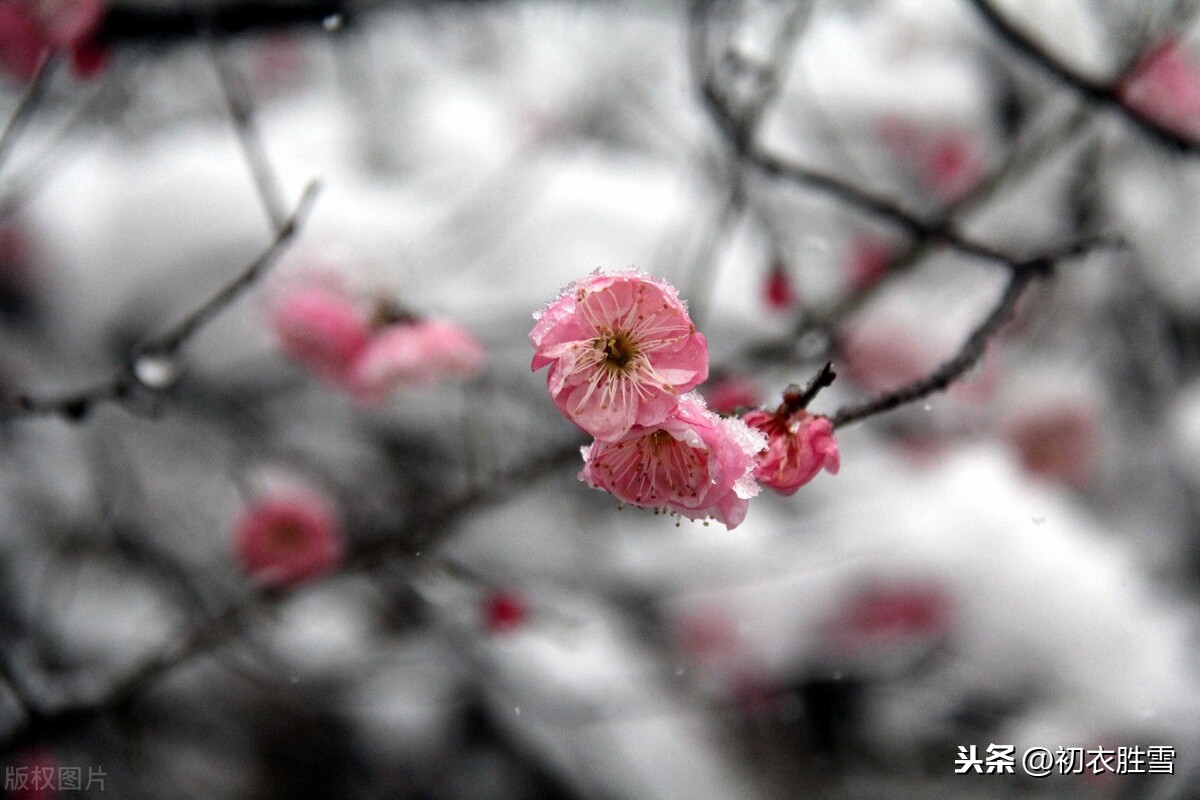 宋朝侯置梅花词两首：雪压小桥溪路乱，独立无言，雾鬓风鬟乱