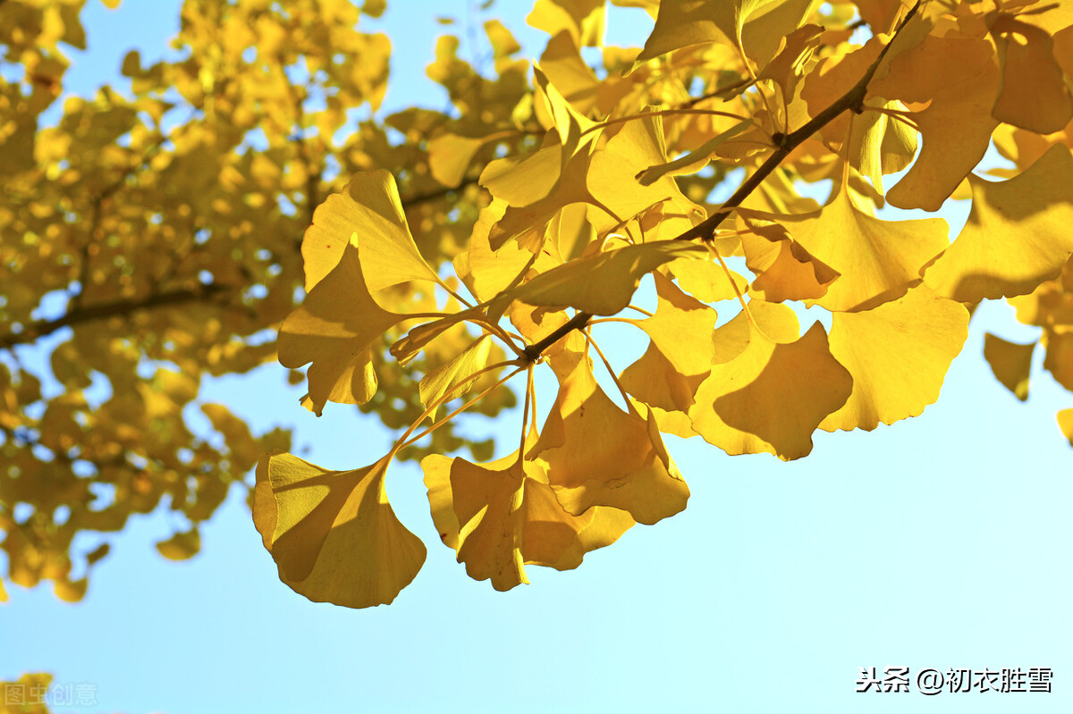 诗中银杏：十月壮美，满地翻飞银杏叶，最美的人与自然的秋天