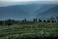 四川这个小山村太美了，有2000多年的种茶历史，曾是皇家贡茶
