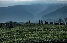 四川这个小山村太美了，有2000多年的种茶历史，曾是皇家贡茶