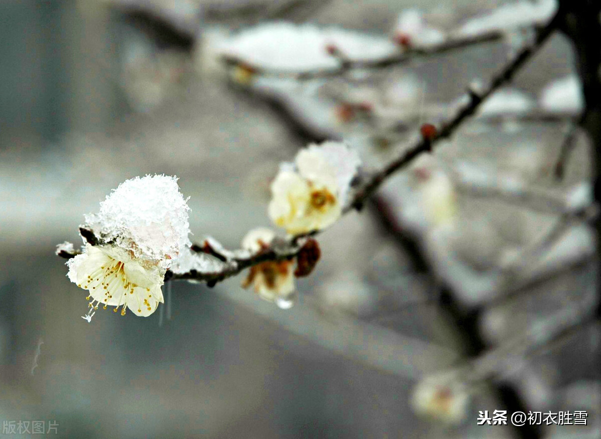 无名氏梅花词3首，雨中清泪无人见，雪屋冰床月为魂